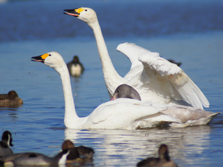 翼を広げた白鳥