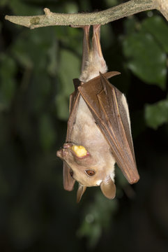 Female Gambian Epauletted Fruit Bat (Epomophorus Gambianus) Chowing A Fruit While Hanging In A Tree, Volta Province, Ghana