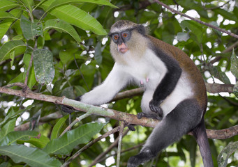 Mona monkey (Cercopithecus mona) in a tree, Volta Province, Ghana