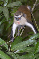 Mona monkey (Cercopithecus mona) in a tree, Volta Province, Ghana