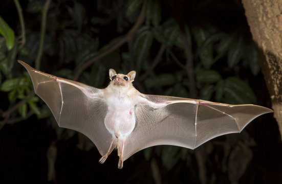 Dwarf Epauletted Fruit Bat (Micropteropus Pussilus) Flying At Night, Legon, Ghana