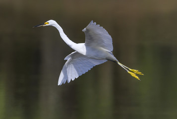 Snowy egret (Egretta thula) flying over a lake, South Carolina, USA.