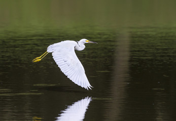 Snowy egret (Egretta thula) flying over a lake, South Carolina, USA.