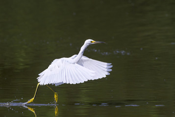 Snowy egret (Egretta thula) hunting over a lake, South Carolina, USA.