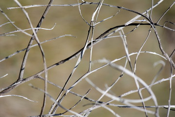 Abstract twig background, twig textures, tree branch textures