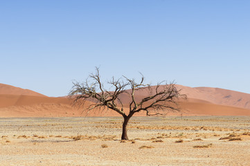 Fototapeta na wymiar Dune with acacia tree in the Namib Desert / Dune with acacia tree in the Namib desert, Namibia, Africa.