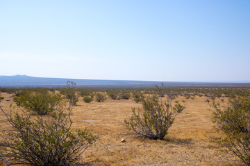 plants in the desert las vegas america