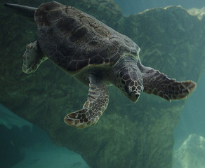 turtle under the sea