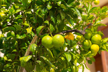 Tree with unripe green oranges