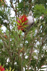 Noisy miners is eating in Callistemon tree, Queensland Australia