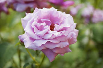 Purple-pink rose with petals of beautiful shape. Pale purple rose with wavy petals, like a pack of ballerinas.