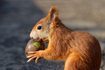 Eichhörnchen