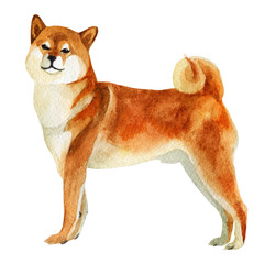 Watercolor illustration. Image of a dog of the Shiba Inu breed. - 185004907