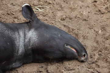 Malayan tapir (Tapirus indicus)