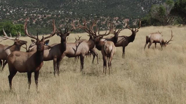 BULL ELK IN VELVET