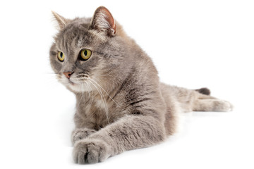 The gray cat lies, a white background