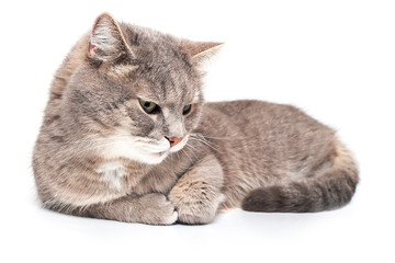 The gray cat quietly lies, having sprained forepaws, is isolated on white