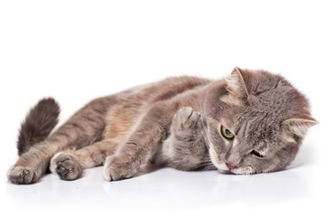 The sad cat lies on one side, is isolated on white