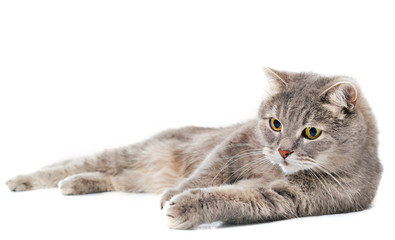 The gray cat lies on one side, a white background