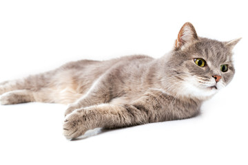 The gray cat lies on one side, a white background