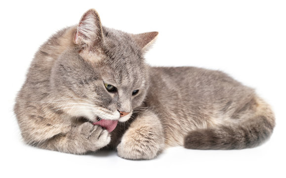 The gray cat quietly lies and licks a forepaw, is isolated on white