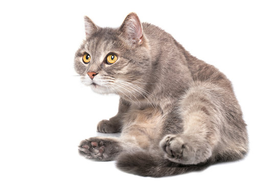 The gray cat sits on a bottom and looks forward and up, is isolated on white