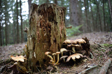 zerfressener baumstamm mit pilzen