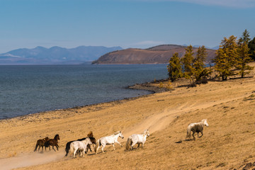 A herd of horses grazing on the shore of Lake Hovsgol