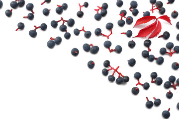 wild grapes isolated on white. top view