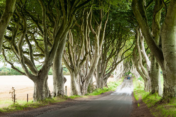 Fototapeta premium The Dark Hedges, a beautiful avenue of beech trees was planted by the Stuart family in the eighteenth century. Ballymoney County Antrim, Northern Ireland, UK