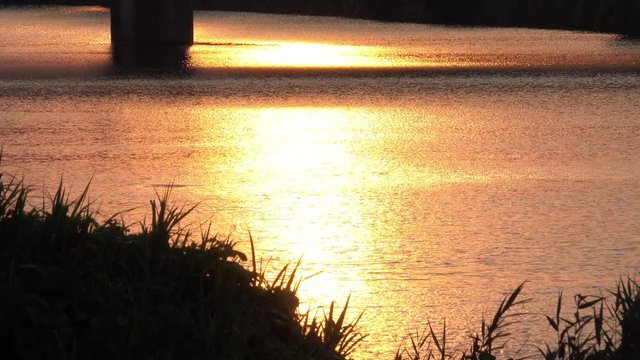 夕方の輝く川面と跳ねる魚_02-187