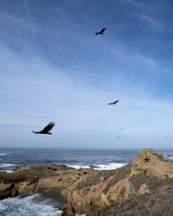 Point Lobos is a land and marine protected area close to Carmel-by-the-Sea at the Northern end of Big Sur, offering a perfect meeting place of land and sea along well maintained hiking trails.