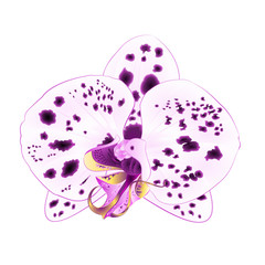 Flower with dots purple and white Orchid Phalaenopsis  closeup on a white background vintage  vector  illustration editable hand draw