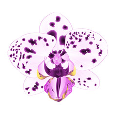 Purple and white dots Orchid beautiful flower closeup isolated on a white background vintage  vector illustration editable hand draw
