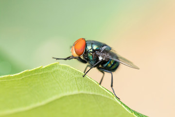 Macro shooting of Blow fly (Bluebottle) insect sitting on green leaf with copy space.