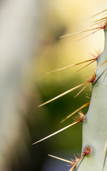 C&ocirc;t&eacute; pique - Jardin des plantes - Montpellier