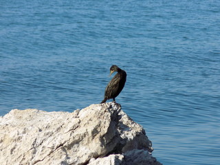 Sea bird