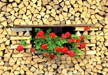 Ecologia