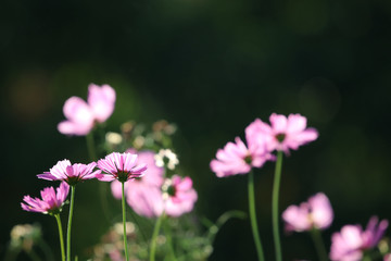 Cosmos flowers pink color in the field  nature background