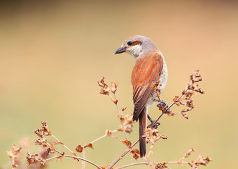 Female of a red backed shrike sits on a brown grass against fantastic beige blurred background