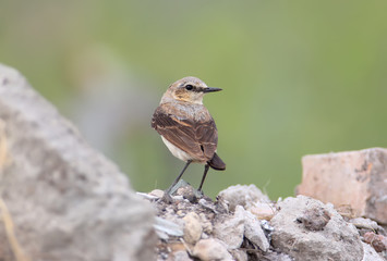 Portraut of a  northern wheatear or wheatear (Oenanthe oenanthe) on blurred green background