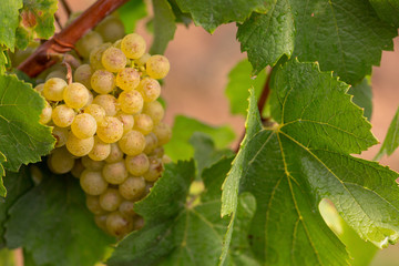 white wine berry in wine field