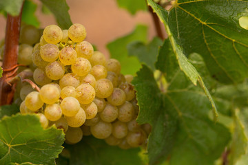 white wine berry in wine field
