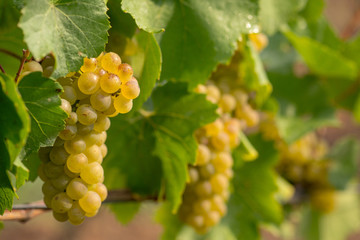 white wine berry in wine field