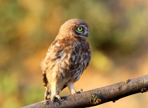 Close up portrait of young little owl isolated on brught blurred background