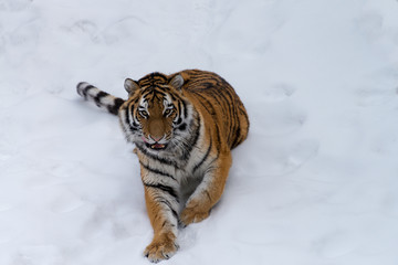 Laying Tiger in Snow