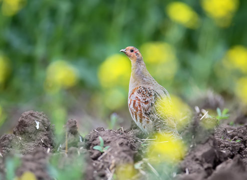The gray partridge stands on the ground on a plowed rape field and looks at the photographer