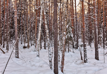 winter sunset in forest