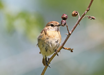 Young  winchat  sitting on a branch with wild rose berries on nice blurred background