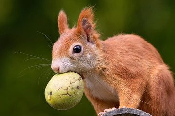 Eichhörnchen mit Walnuss